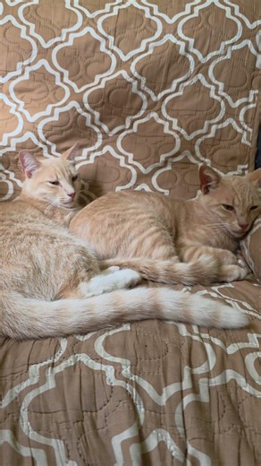 "Empire State of Mind... or just nap time? 👑💤" #VaniTvCat #cat