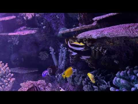 🐠 10 Hour Relaxing Fish Aquarium White Noise | Calming Deep Water Sounds for Sleep & Focus