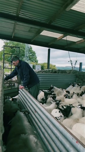 Essential Guide to Goat Farming Techniques