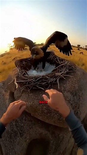 Lemur's Unlikely Friendship Saves Three Trapped Animals | Emotional Rescue