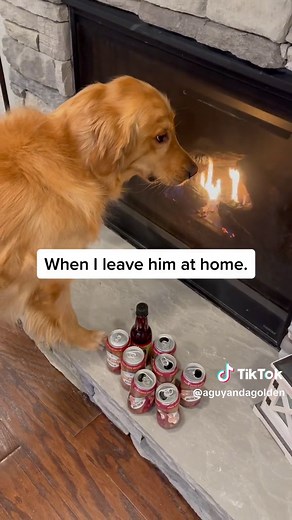 Teddy the Dog TikTok: A Little Bit Dramatic Compilation