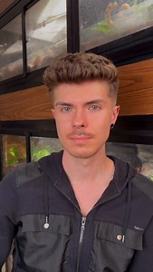 Featuring Goggles, our silly googly-eyed Chahoua 🌖〰️🌔 . . . . #reptiles #geckos #pets | Tyler Rugge