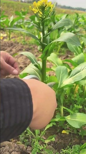 Growing Chinese Mustard Greens: A Beginner's Guide #farmingsecrets #satisfying