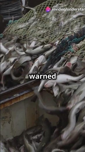 The Rise and Fall of Cod in the Banks of Newfoundland