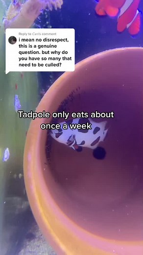 Feeding Schedule for Tadpoles and Offspring