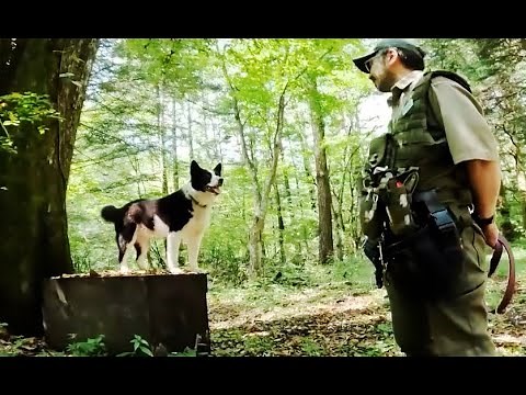 ほえて追い払うベアドッグ クマと人の共生目指し