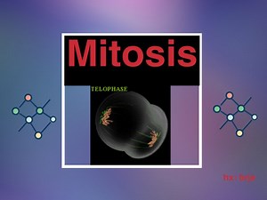 Mitosis