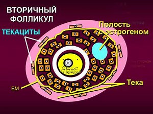 Строение и функции яичников женщины