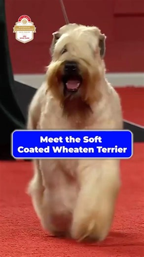 Meet the Soft Coated Wheaten Terrier