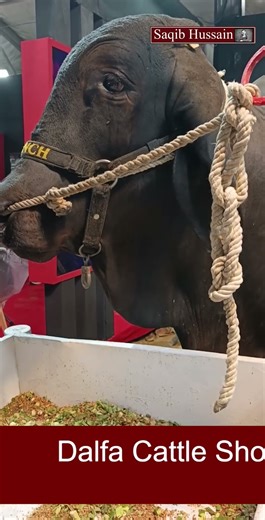 Bull Destroys | Dangerous Bulls| Dalfa Show Season V