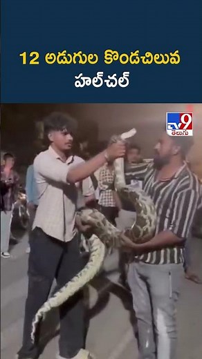 12 అడుగుల కొండచిలువ హల్‌చల్‌ | 12-Foot Python Creates Panic in Raichur! - TV9