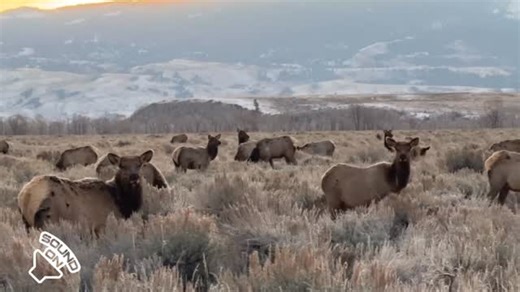 Jackson Hole Wildlife Safaris on Instagram: "The elk are once again making their annual migration towards the National Elk Refuge! Be sure to drive carefully and keep an eye out for migrating animals, especially in the dark. Soon, the refuge will be the temporary home to anywhere between 5,000-8,000 elk. Our full-day winter tours offer an Elk Refuge horse drawn sleigh ride to bring you up close and personal with the herds- a must for anyone visiting Jackson Hole in the winter! 🎥: Naturalist gui