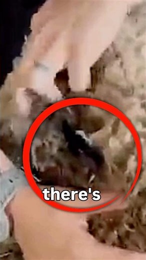 👉 “This sheep hadn’t been shaved for 2.5 years 😳🐑”
