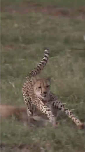 VOCÊ SABIA SOBRE A CHITA