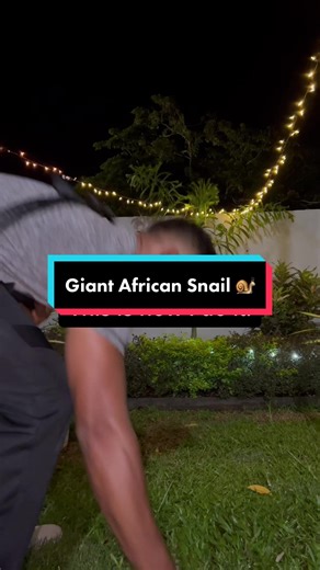 Are Giant African Snails Deadly? Tips to Get Rid of Them