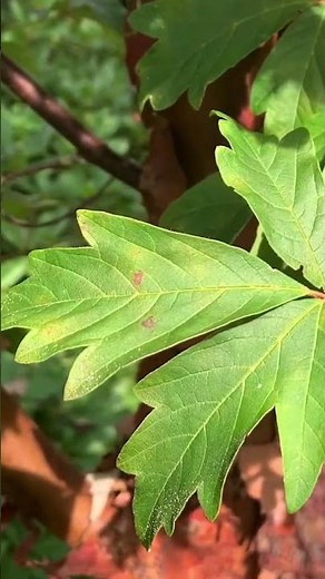 ACER GRISEUM - PAPERBARK MAPLE #gardening #plants #funnygardening #aiart