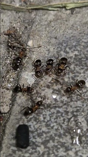 Test du Ari Gel anti fourmis en conditions réelles