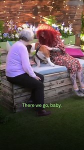 474K views · 6.2K reactions | Stray dog gets a new loving home #thedoghouse | Channel 4 | Facebook