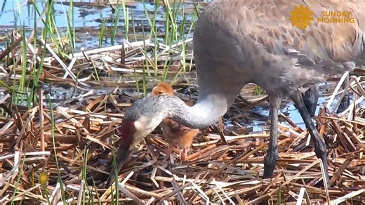 199K views · 5.6K reactions | This summer, as salmon swam upstream at Katmai National Park’s Brooks Falls and turned the river into an all-you-can-eat buffet for bears, more than 15 million people tuned in on live nature webcams. | CBS Sunday Morning | Facebook