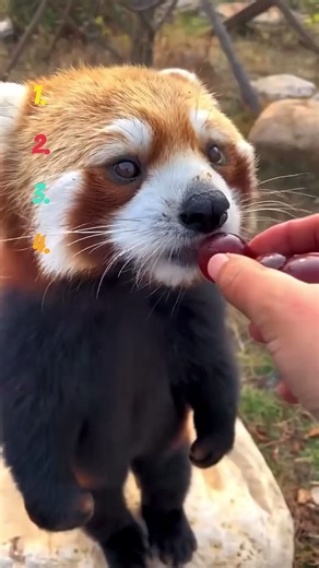 Cutest Red Pandas That Will Melt Your Heart