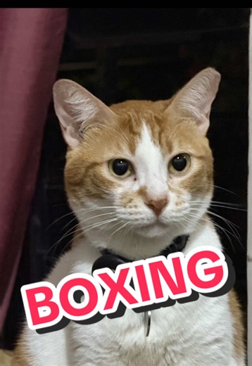 Alien vs Leet: Boxing Challenge Unleashed!