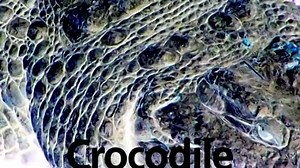 Baby Einstein Classics Season 1 Episode 7 - World Animal Adventure in G Major