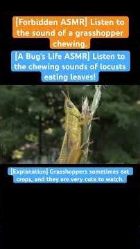 [A Bug's Life ASMR] Listen to the chewing sounds of locusts eating leaves! #insects #eatingsounds