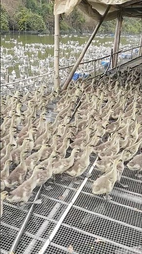 Inside a Mega Goose Farm: Raising 10,000+ Geese in the Countryside 👀