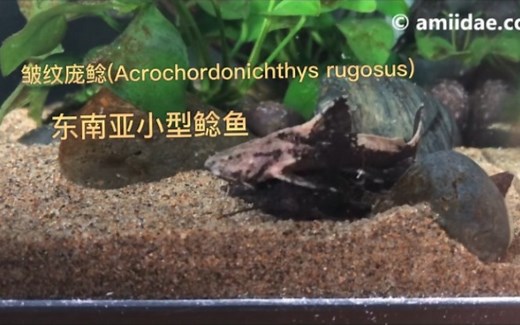 皱纹庞鲶(Acrochordonichthys rugosus)东南亚原生小型鲶鱼。捕食与饲养
