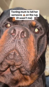 Such an innocent face ♥️ #rottweiler #rottie #rottiesofinstagram #rottweilers #rottweilers_of_instagram #rottweilerpuppy # | Marie & Rico the Rottie