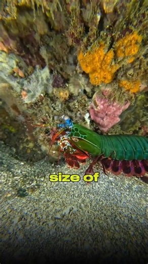 This Animal Creates Fire Underwater #animals