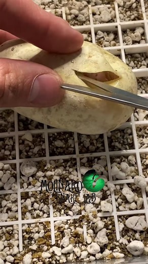 2.4M views · 10K reactions | Hatching ball pythons! | The Molinaro Snake Lab | Facebook