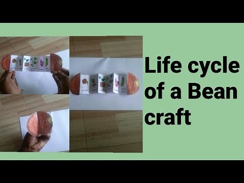 how to create Bean life cycle craft|Life cycle of a Bean plant craft|very easy science project