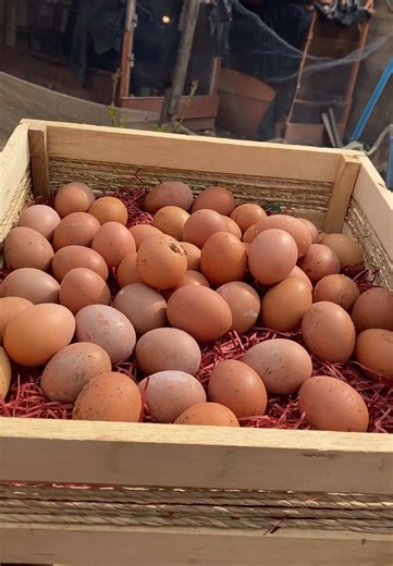 Exciting News: My Birds Have Started Laying Eggs!