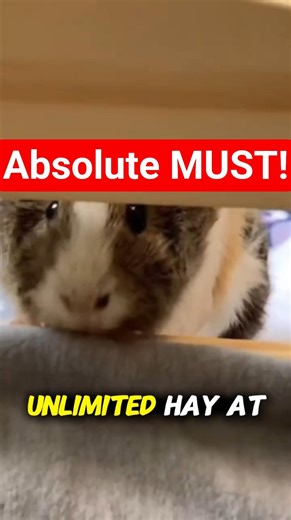 Why Treating Hay as “Optional” Is a Dangerous Mistake for Guinea Pigs