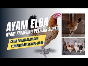 AYAM ELBA : AYAM KAMPUNG PETELUR UNGGUL | BELAJAR MEMELIHARA AYAM ELBA AYAM KAMPUNG PETELUR SUPER