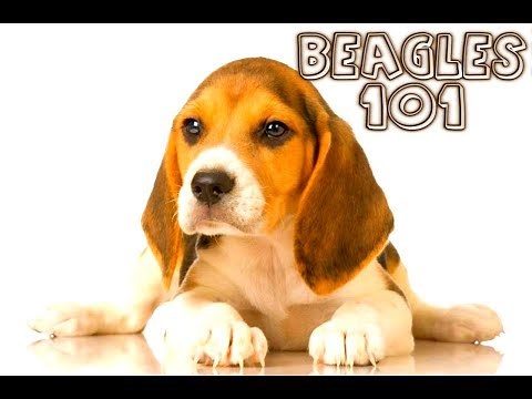 BEAGLES 101 : What are BEAGLES all about?
