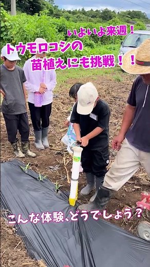 これがトウモロコシになるの！？はじめての苗植え / This tiny plant becomes corn?! Kids planting seedlings