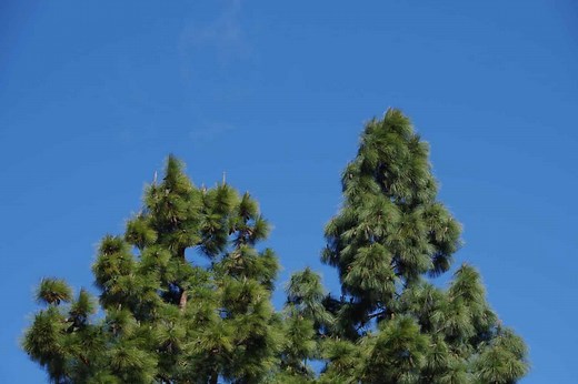 Monterey Pine vs. Bishop Pine Tree: 6 Differences Between These Towering Giants