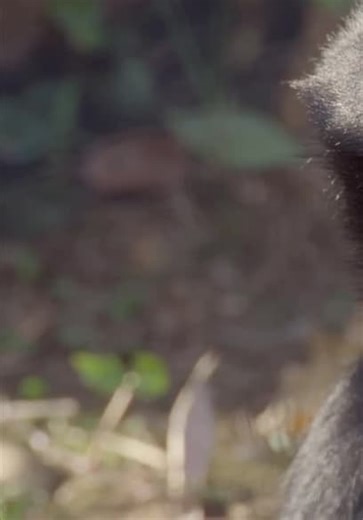 The Big Feed S01:E05 - Hunger Games