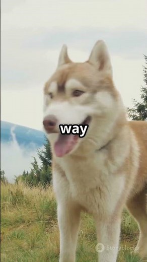 Why Do Huskies Howl Like Wolves?