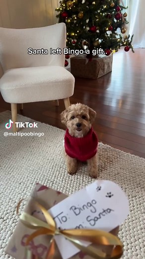 Cheerble Wicked Ball Rolly: Perfect Gift for Dogs