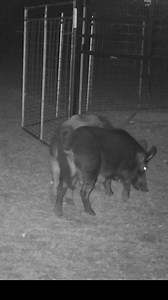 It is important to monitor feral pig behavior in order to capture intel that aids in 100% whole sounder success. #jagerpro #hogcontrol | Jager Pro Hog Control Systems