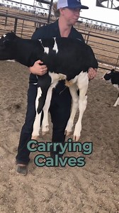 Sometimes calves need a little extra help which sometimes means carrying them. When that happens, it’s critical to do it gently, correctly, and safely for both the calf and the person handling them. Calves are heavy, and how they’re handled in these early moments matters. There is no excuse for rough handling or mistreatment of any animal on a dairy. Good care means patience, proper technique, and respect every single time. #calves #dairy #animalhandling #dairydoc #dairykind | Dairy Doc