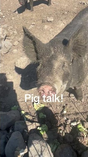 Pig Talk! #pigs #farmtotable #pork #farmlife #curiouskids