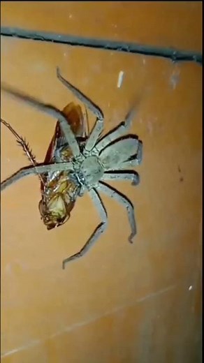 Huntsman spider catch a cockroach