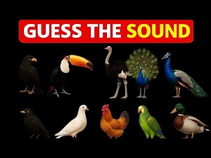 Guess the Bird by Sound – Fun Birdsong Quiz & Bird Call Challenge