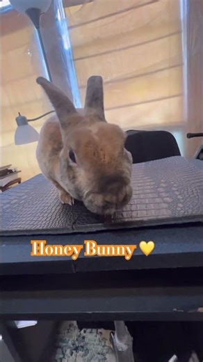 Honey Bunny Says Hello 🐰
