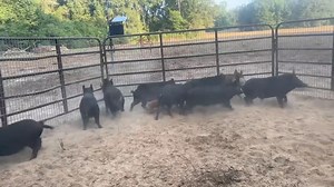 Trapping Wild Hogs Out Of Neighbor’s Hay Field. Loading Them A Live To Be Donated To The Hungry! | Ellen Roman