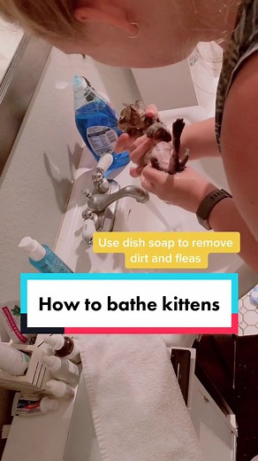 Bathing Baby Kittens: Care Tips and Techniques